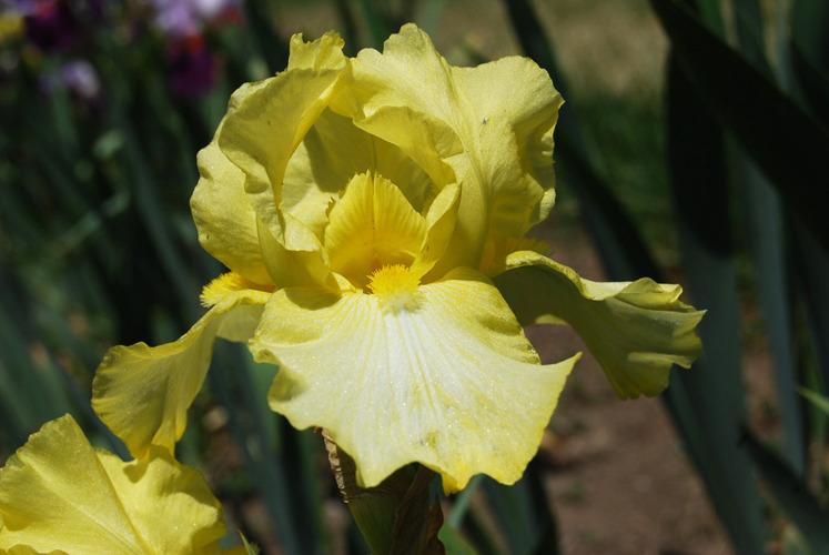 Photo of Tall Bearded Iris (Iris 'Corn Harvest') uploaded by irisfarmer