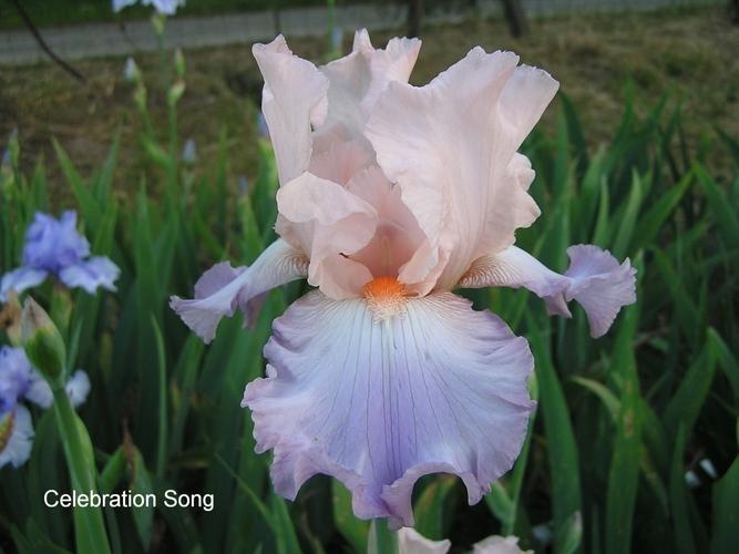 Photo of Tall Bearded Iris (Iris 'Celebration Song') uploaded by irisfarmer