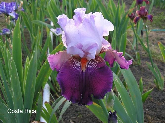 Photo of Tall Bearded Iris (Iris 'Costa Rica') uploaded by irisfarmer