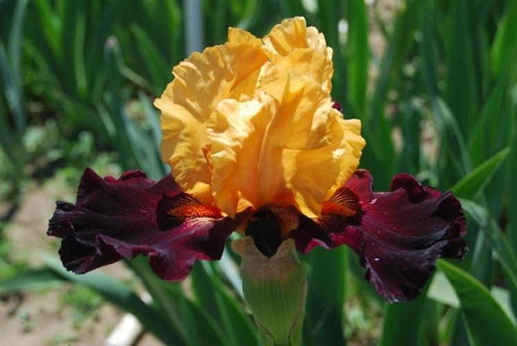 Photo of Tall Bearded Iris (Iris 'Brilliant Disguise') uploaded by irisfarmer
