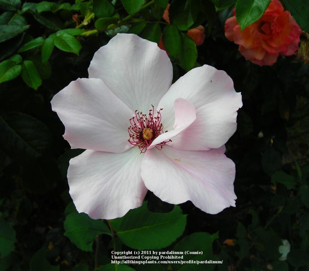 Photo of Rose (Rosa 'Dainty Bess') uploaded by pardalinum
