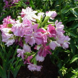 Location: North Carolina, USA. USDA zone 7b.
Date: June 18, 2007
The color darken as the blossom ages.