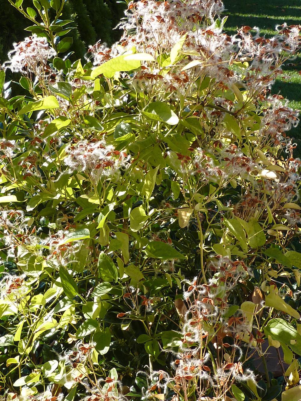 Photo of Sweet Autumn Clematis (Clematis terniflora) uploaded by sandnsea2