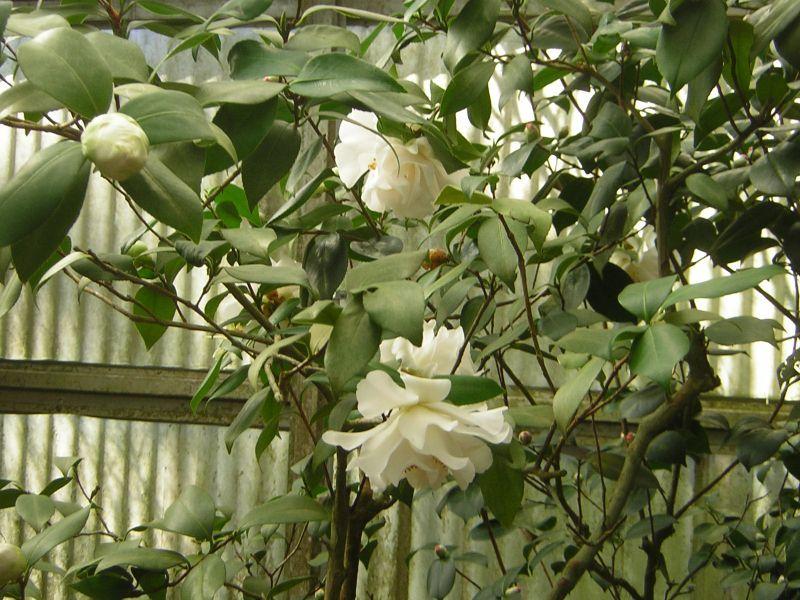 Photo of Japanese Camellia (Camellia japonica 'Snowman') uploaded by violabird
