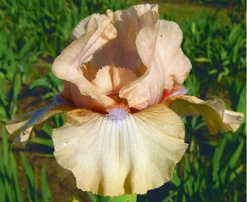 Photo of Intermediate Bearded Iris (Iris 'Winter Pearl') uploaded by Calif_Sue