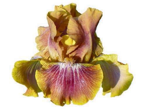 Photo of Intermediate Bearded Iris (Iris 'Touch of Tuscany') uploaded by Calif_Sue