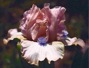 Photo of Standard Dwarf Bearded Iris (Iris 'Ahwahnee Princess') uploaded by Calif_Sue