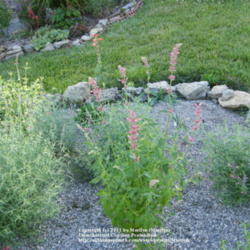 Location: My garden in Kentucky
Date: 2010-06-16