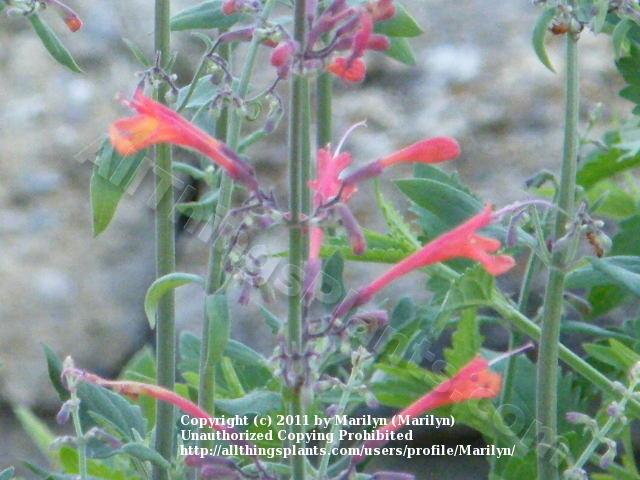 Photo of Red Hummingbird Mint (Agastache aurantiaca Coronado® Red) uploaded by Marilyn