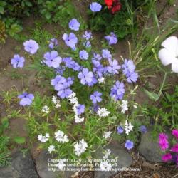 Location: In my Northern California garden
Date: 2005-06-24
Lychnis viscaria blue with a variety of other annuals