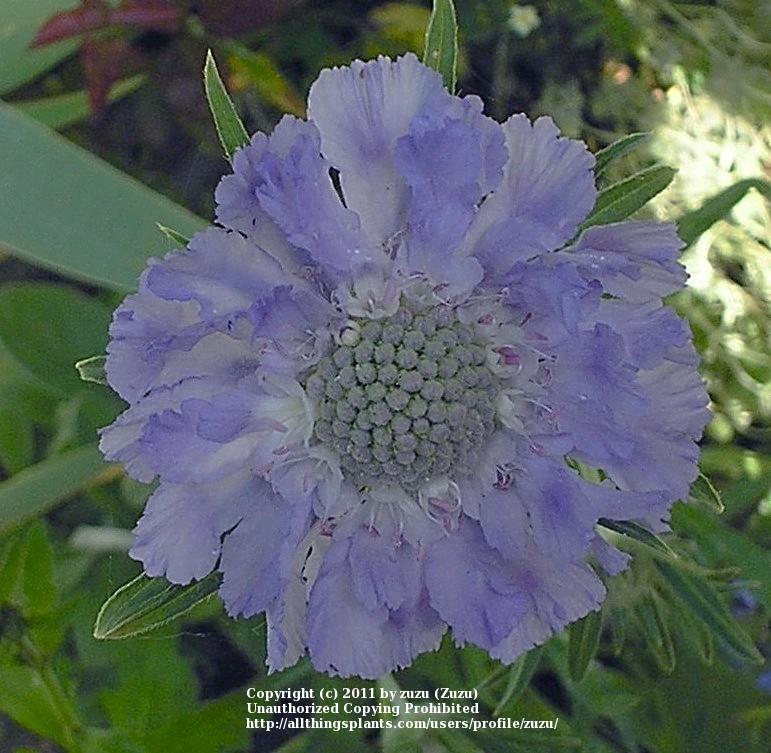 Photo of Pincushion Flower (Lomelosia caucasica) uploaded by zuzu