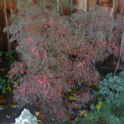 Location: My garden in Bakersfield, CA
Date: Nov. 23, 2011
Autumn is definitely here!