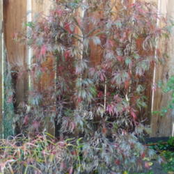 Location: My garden in Bakersfield, CA
Date: Nov. 23, 2011 
Deeper red color now - Not all leaves are turning at the same tim