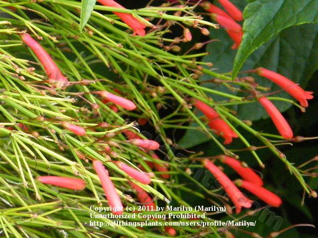 Photo of Firecracker Plant (Russelia equisetiformis) uploaded by Marilyn