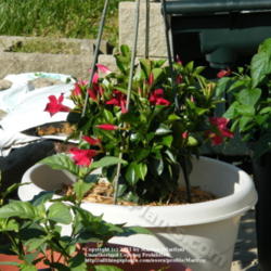 Location: My garden in Kentucky
Date: 2010-05-25