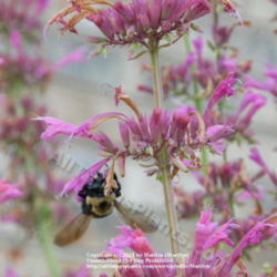 Location: My garden in Kentucky
Date: 2010-07-09
Closeup. #Pollination