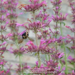 Location: My garden in Kentucky
Date: 2010-07-09
#Pollination