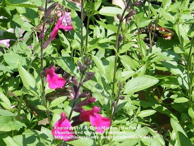 Photo of Autumn Sage (Salvia greggii 'Raspberry') uploaded by Marilyn