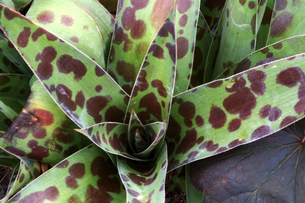Photo of Century Plant (Agave 'Spot') uploaded by NJBob