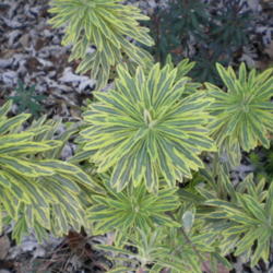 Location: Middle Tennessee
Date: 2011-11-25
A young plant just starting to color