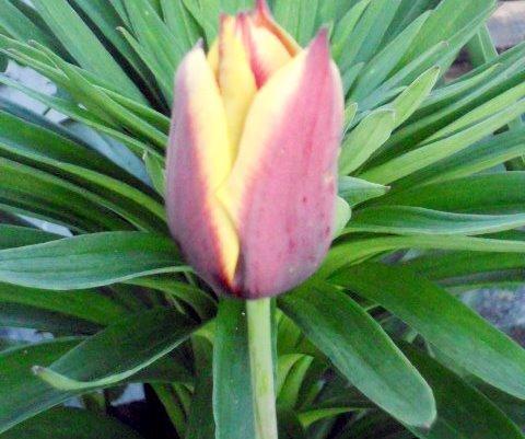 Photo of Triumph Tulip (Tulipa 'Gavota') uploaded by ge1836