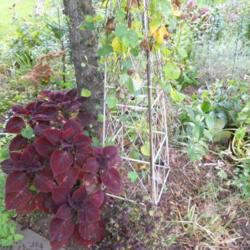 Location: Part Shade Zone 6
Date: 2010-09-29
This dark dramatic plant attains the size of a small shrub.I have