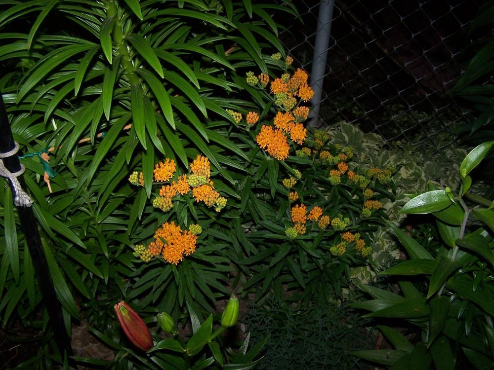 Photo of Butterfly Milkweed (Asclepias tuberosa) uploaded by jmorth