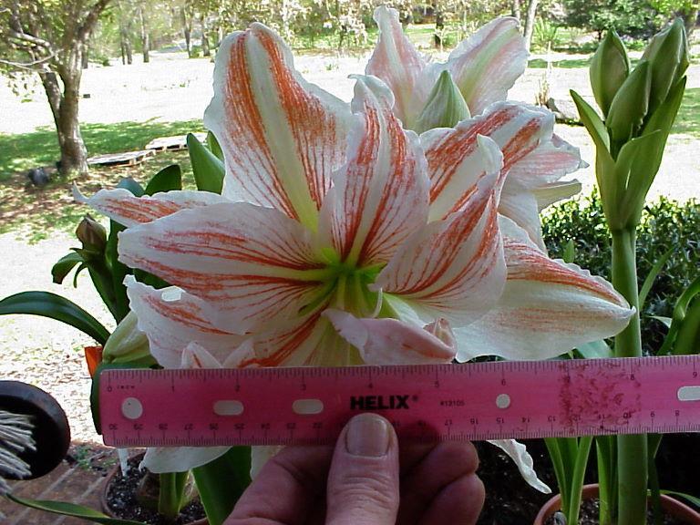 Photo of Amaryllis (Hippeastrum 'Dancing Queen') uploaded by raydio