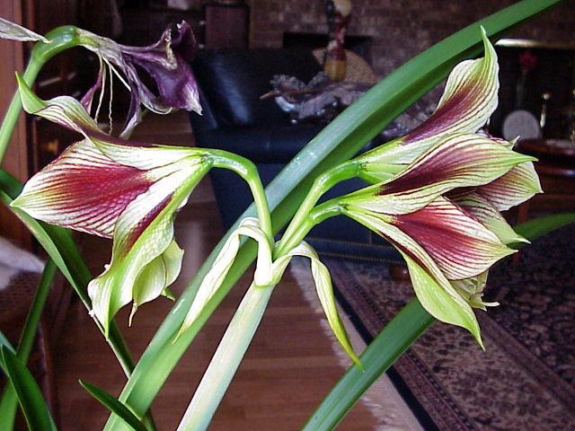 Photo of Butterfly Amaryllis (Hippeastrum papilio) uploaded by raydio