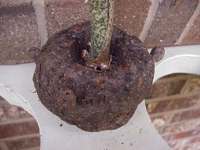 Photo of Voodoo Plant (Amorphophallus napalensis) uploaded by raydio