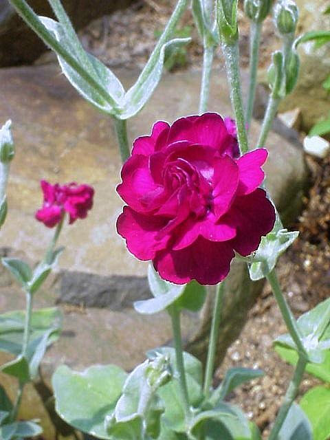 Photo of Double Rose Campion (Silene coronaria Gardeners World™) uploaded by raydio