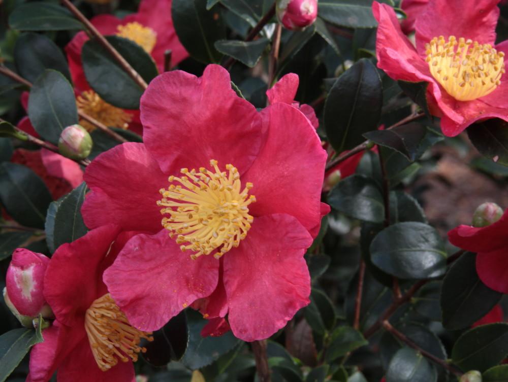 Photo of Camellia (Camellia sasanqua 'Yuletide') uploaded by wren