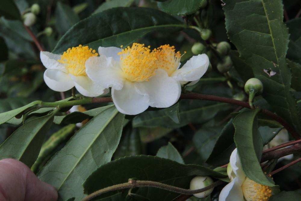 Photo of Tea Plant (Camellia sinensis) uploaded by wren