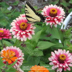 Location: My garden in Kentucky
Date: 2007-07-23
#pollination