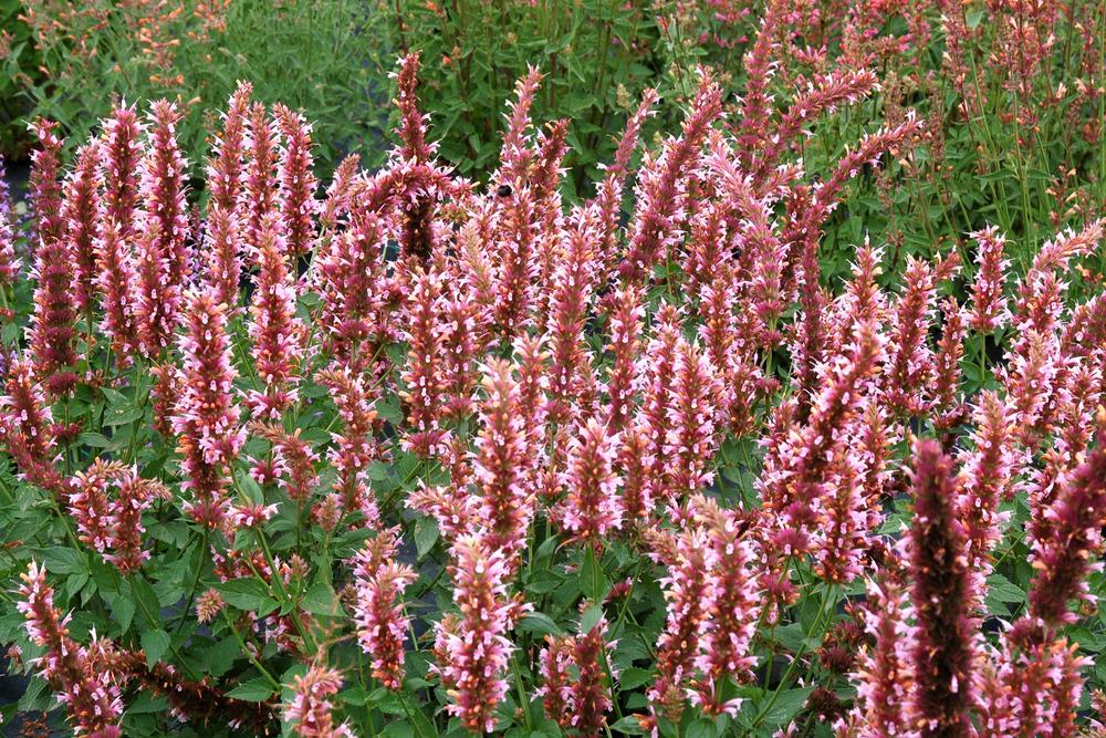 Photo of Hummingbird Mint (Agastache 'Cotton Candy') uploaded by NJBob