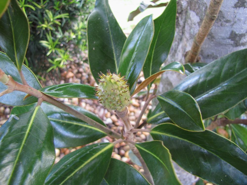 Photo of Southern Magnolia (Magnolia grandiflora 'Little Gem') uploaded by plantladylin