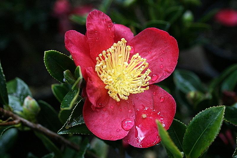 Photo of Camellia (Camellia sasanqua 'Yuletide') uploaded by Calif_Sue