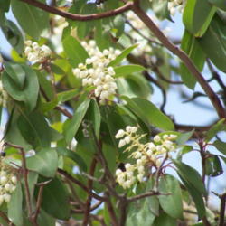Location: Bandera Co., Texas
Date: May 2009
Texas Madrone blooms