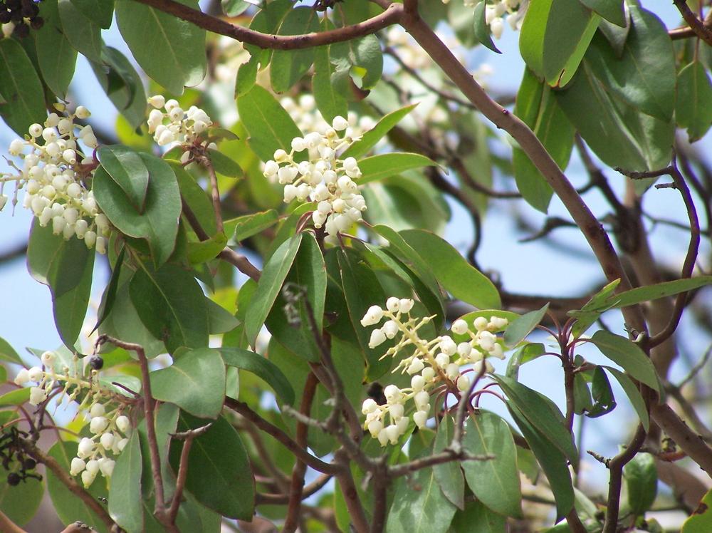 Photo of Texas Madrone (Arbutus xalapensis) uploaded by LindaTX8