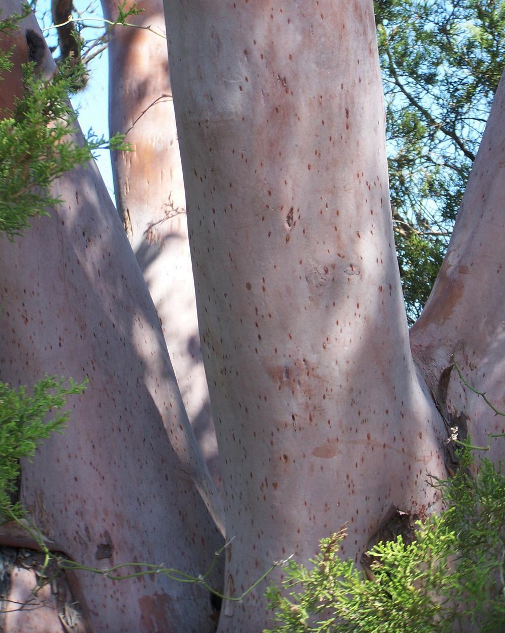 Photo of Texas Madrone (Arbutus xalapensis) uploaded by LindaTX8