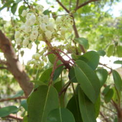 Location: Bandera Co., Texas
Date: April 2009
Texas Madrone blooms