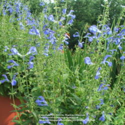 Location: My garden in Kentucky
Date: 2006-06-18
Gorgeous blue flowers!