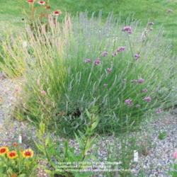 Location: My garden in Kentucky
Date: 2006-06-17 at 7:49 pm
Evening sun shining on the left side of the plant.