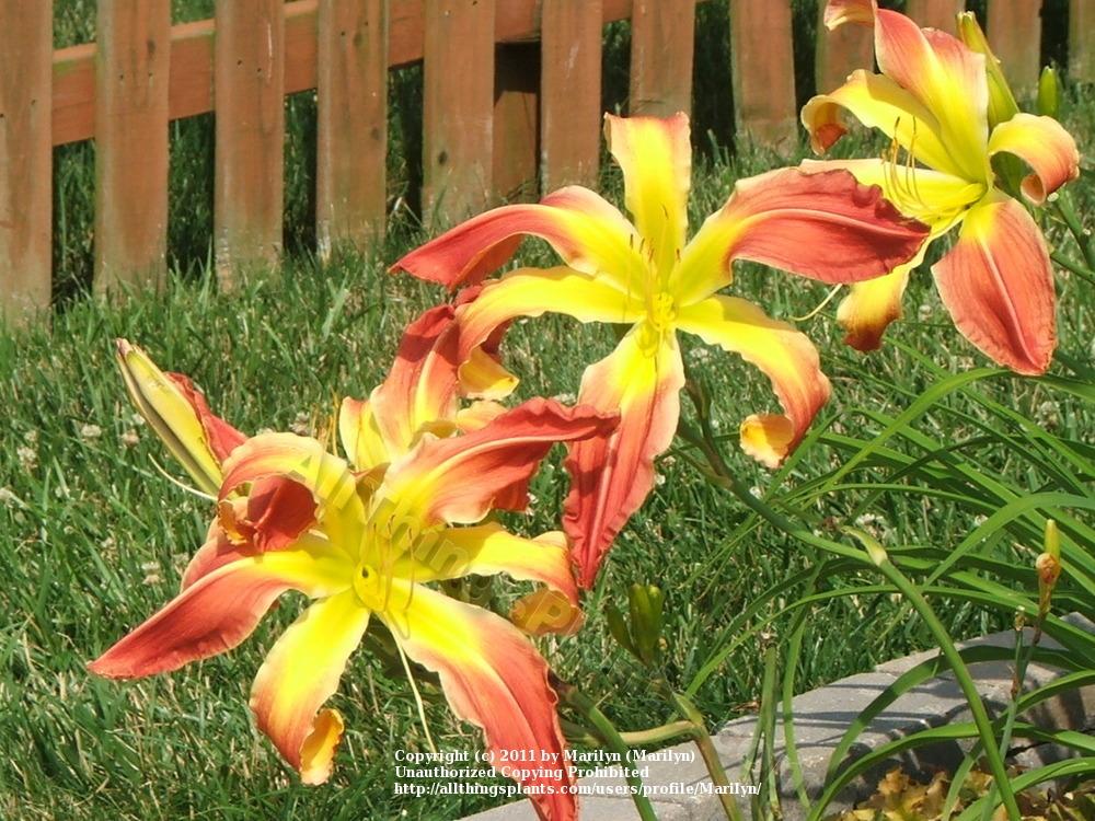 Photo of Daylily (Hemerocallis 'Muscle and Blood') uploaded by Marilyn