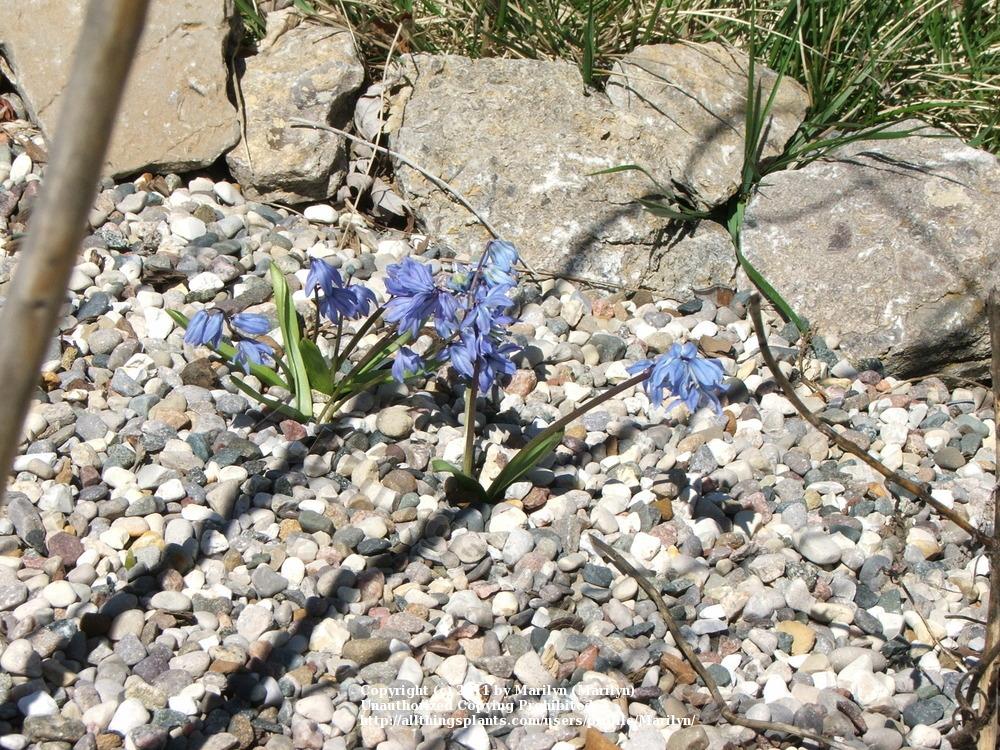 Photo of Siberian Squill (Scilla siberica 'Spring Beauty') uploaded by Marilyn