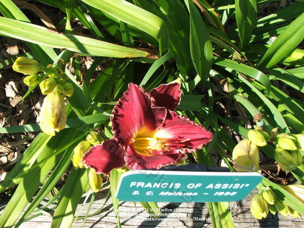 Photo of Daylily (Hemerocallis 'Francis of Assisi') uploaded by Marilyn