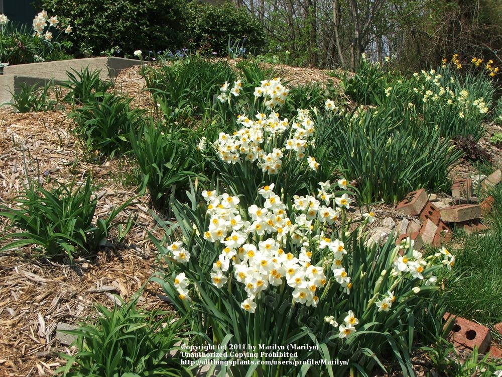 Photo of Daffodil (Narcissus 'Geranium') uploaded by Marilyn