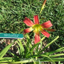 Location: Valley of the Daylilies in Lebanon, OH. Home of Dan and Jackie Bachman
Date: 2005-07-10
