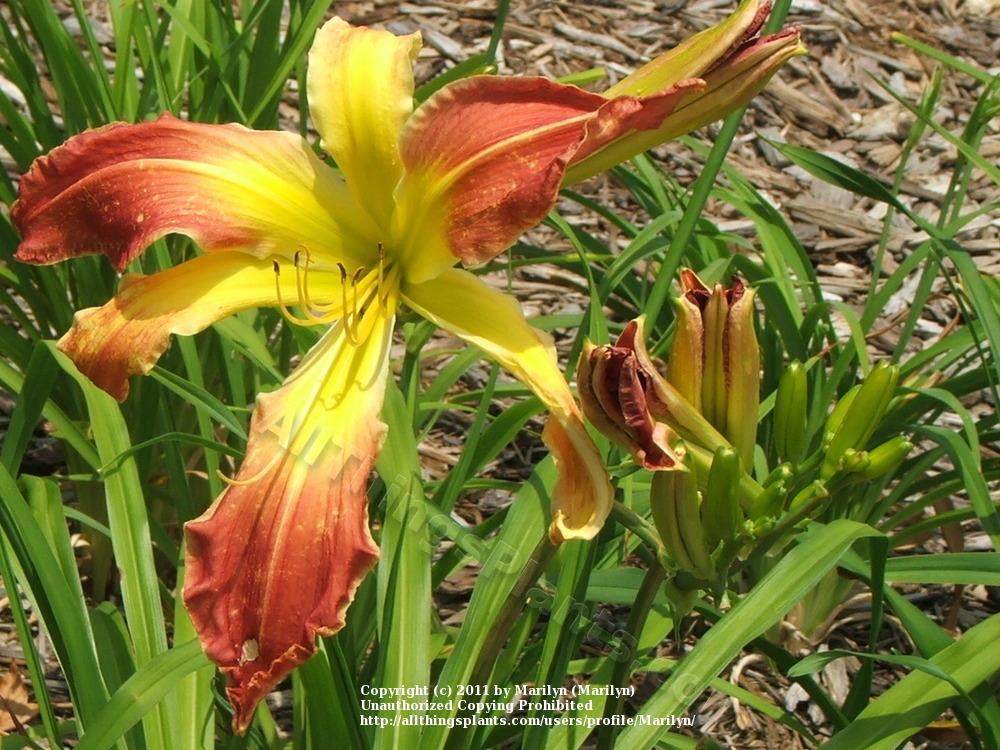 Photo of Daylily (Hemerocallis 'Muscle and Blood') uploaded by Marilyn