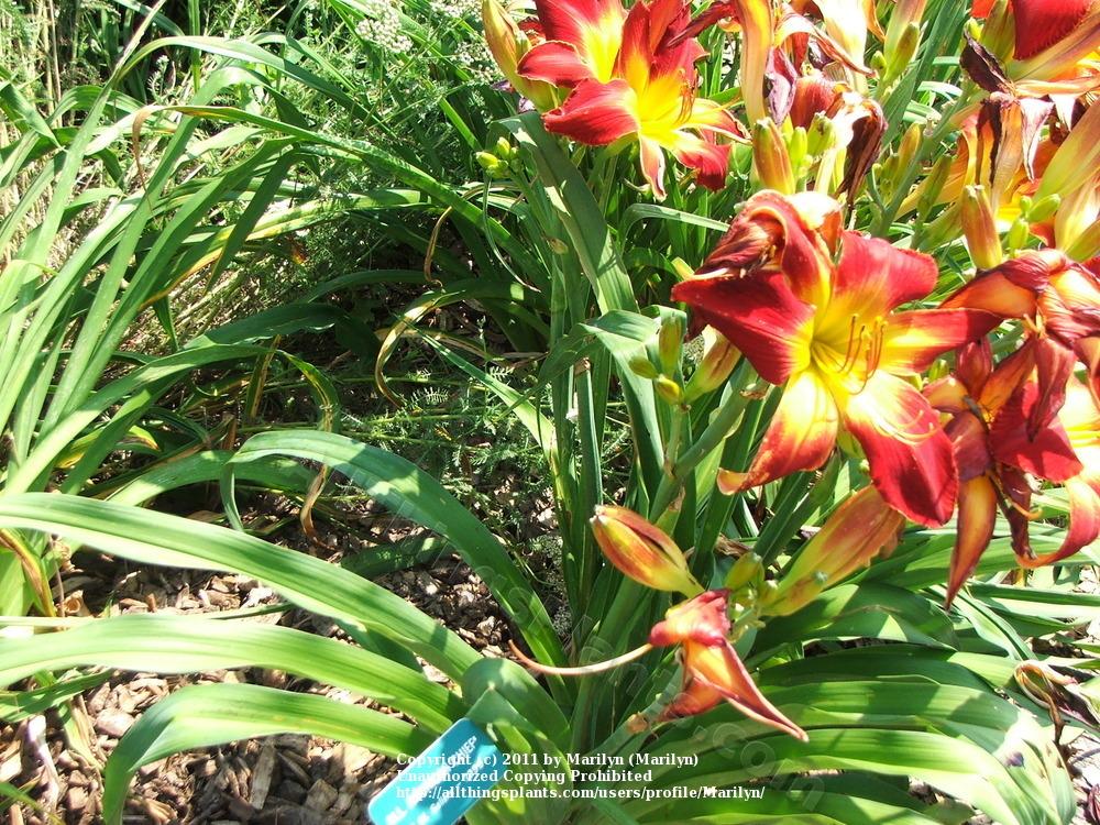 Photo of Daylily (Hemerocallis 'All American Chief') uploaded by Marilyn